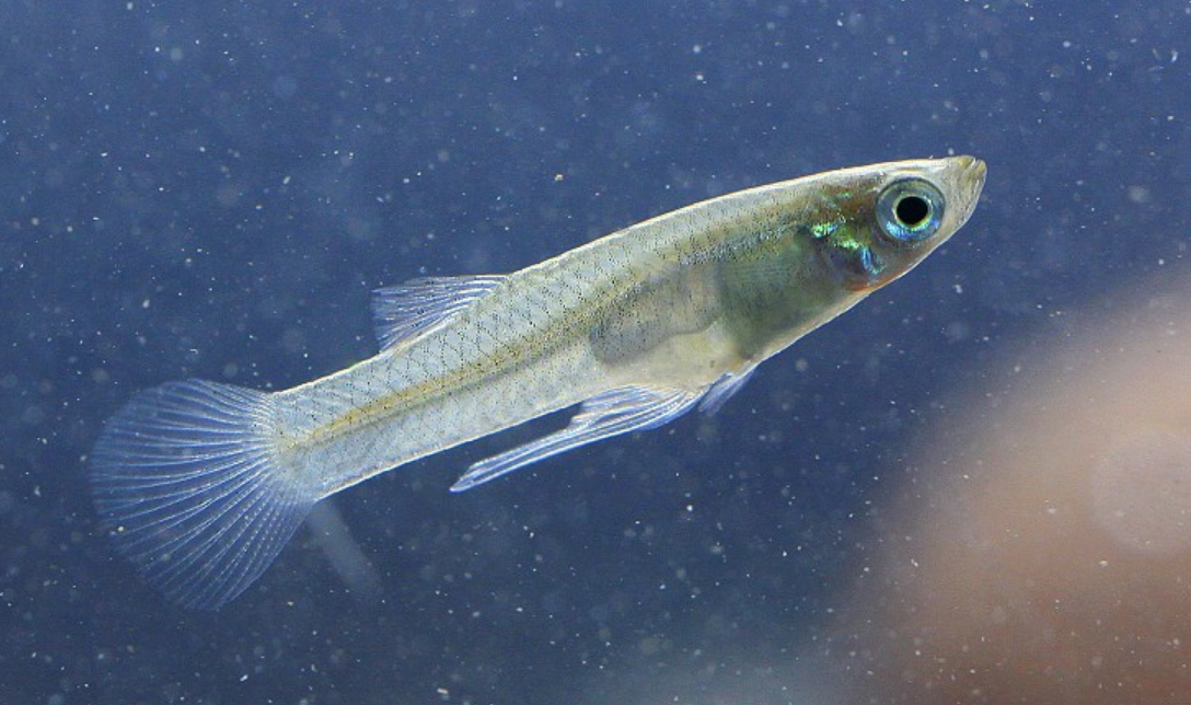 食蚊鱼的养殖方法与注意事项