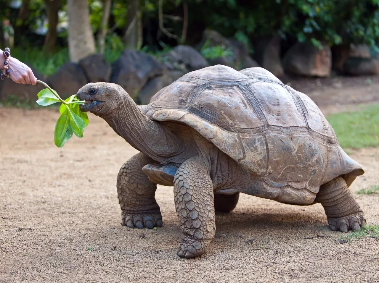 地球怎么了?澳洲母牛开始吃蛇,吃素巨龟吞食海鸟,预示着什么