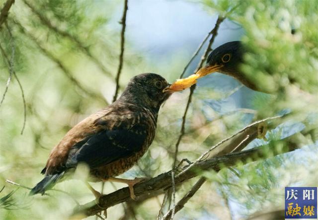 甘肃庆阳:灰头鸫育雏