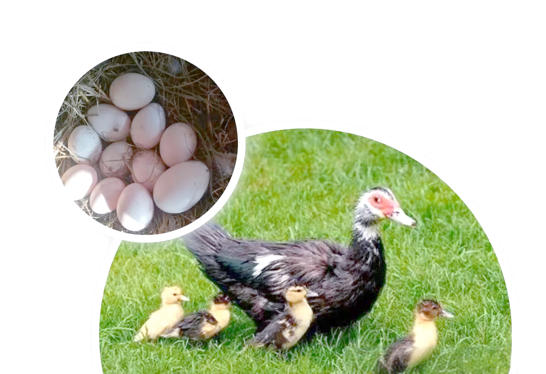 番鸭肉质虽佳,却为何难以广泛养殖?