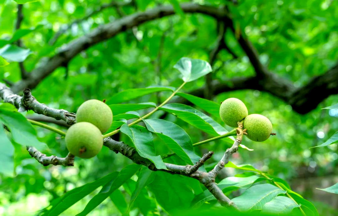 金秋季节的大姚核桃:丰收的喜悦与无与伦比的美味