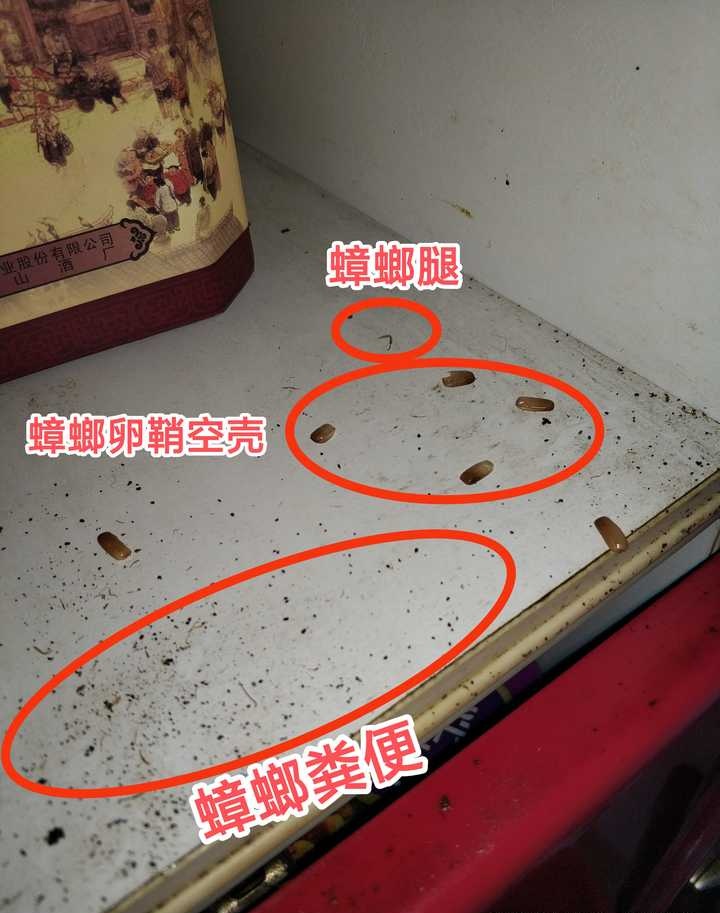 蟑螂的排泄物往往不止一颗