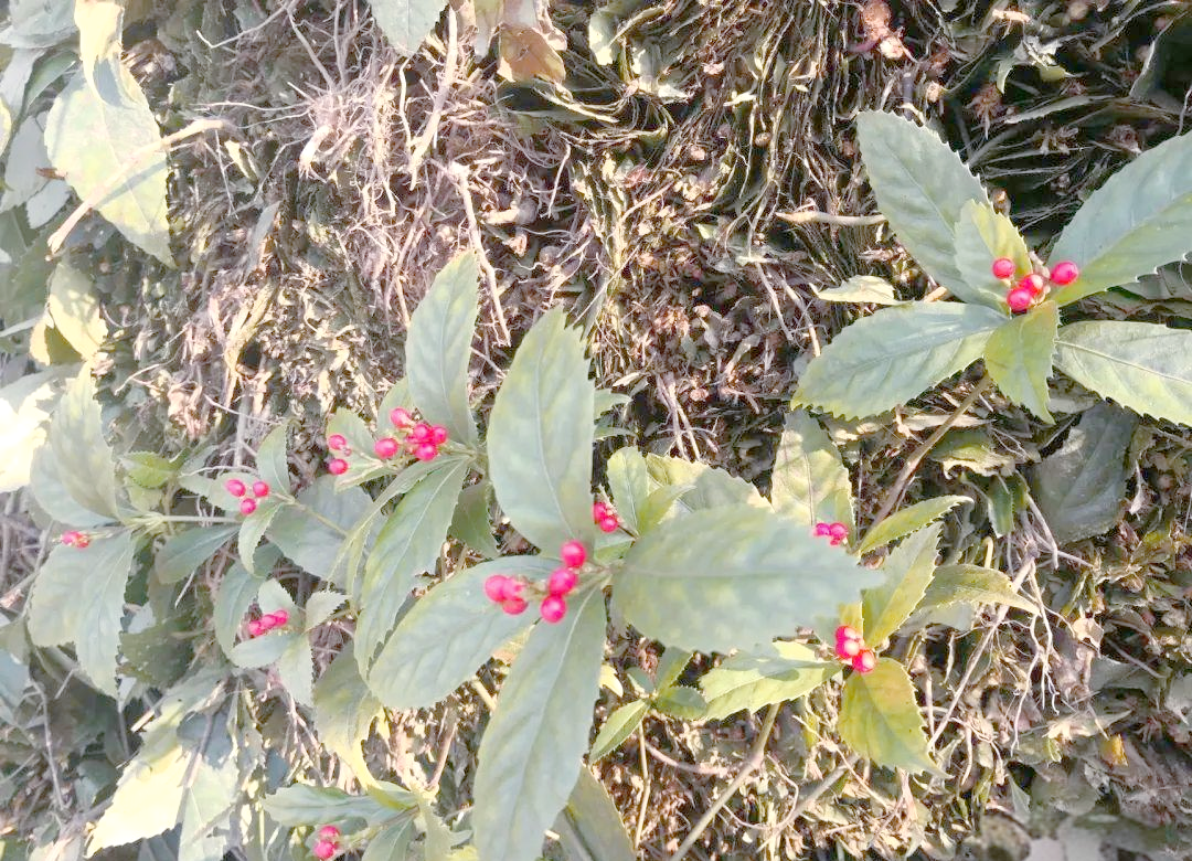 的多样别名与功能解析