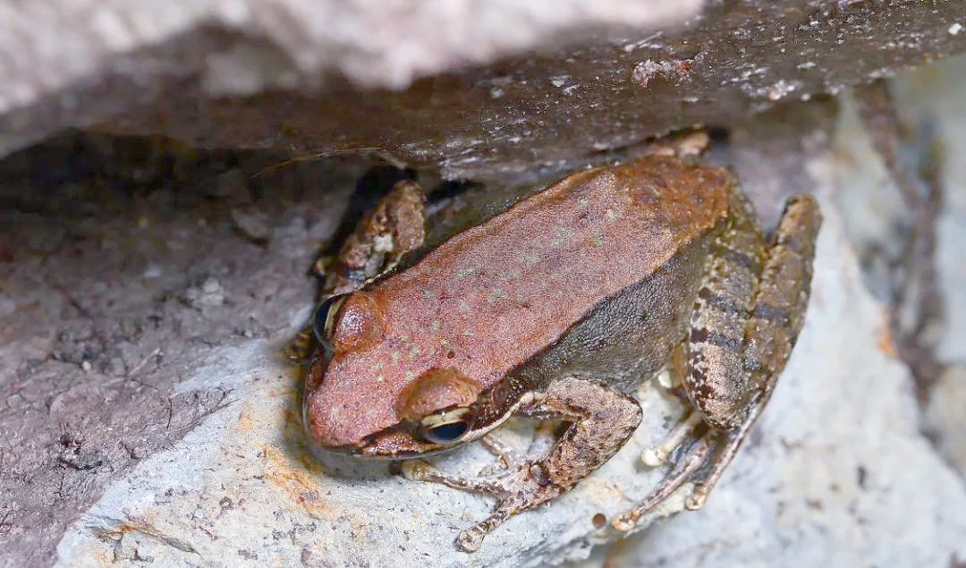 广西大明山保护区再添新物种