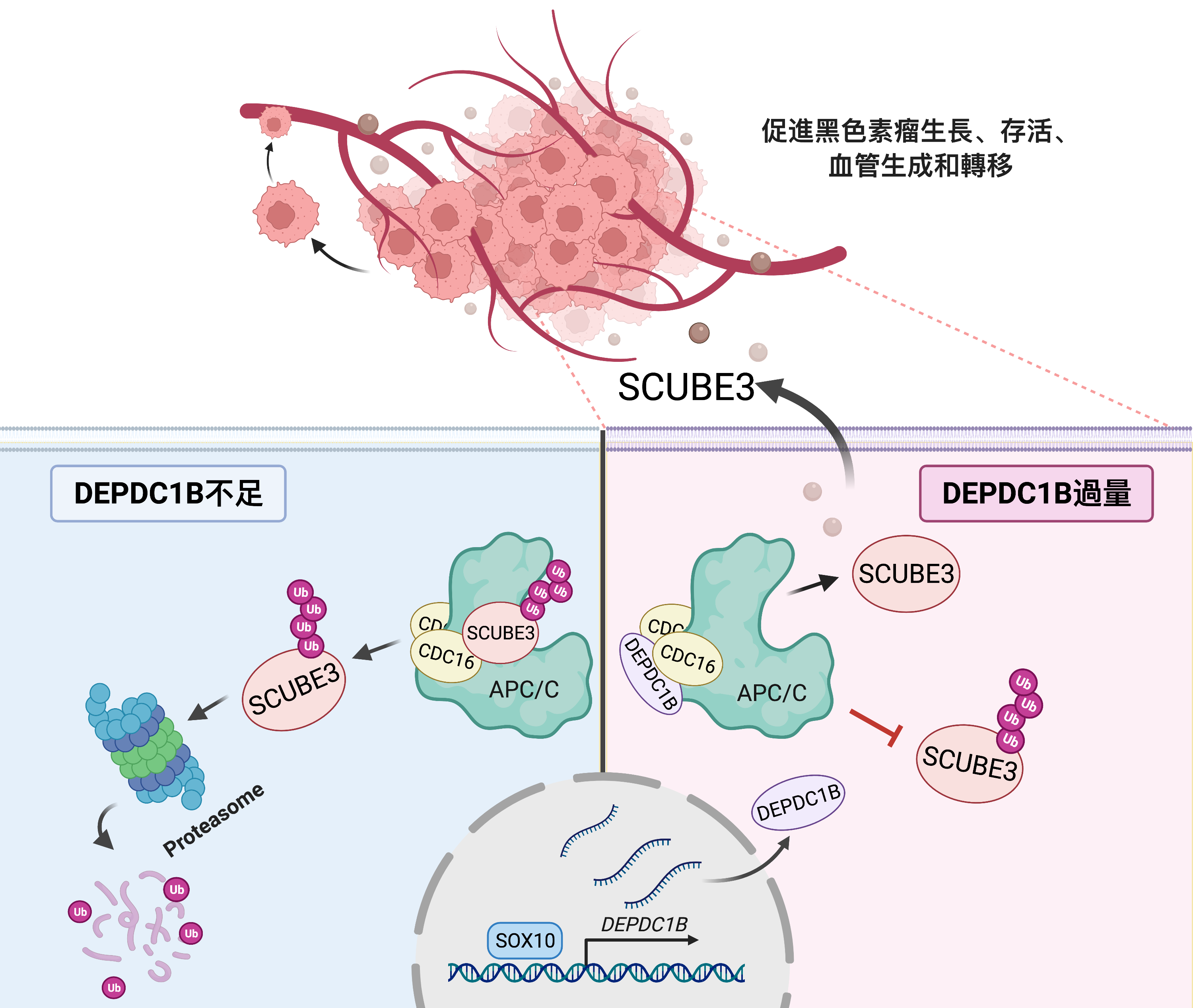 港大医学院发现黑色素瘤血管生成及转移的全新机制