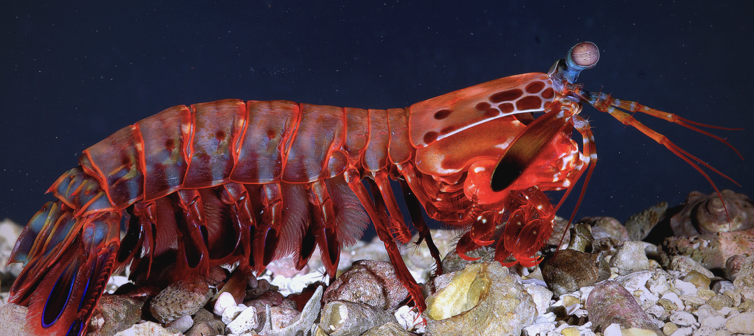 探索多种特色虾蛄海鲜,品味海洋美味