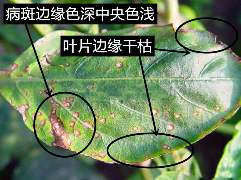 叶片- 优质问答专区