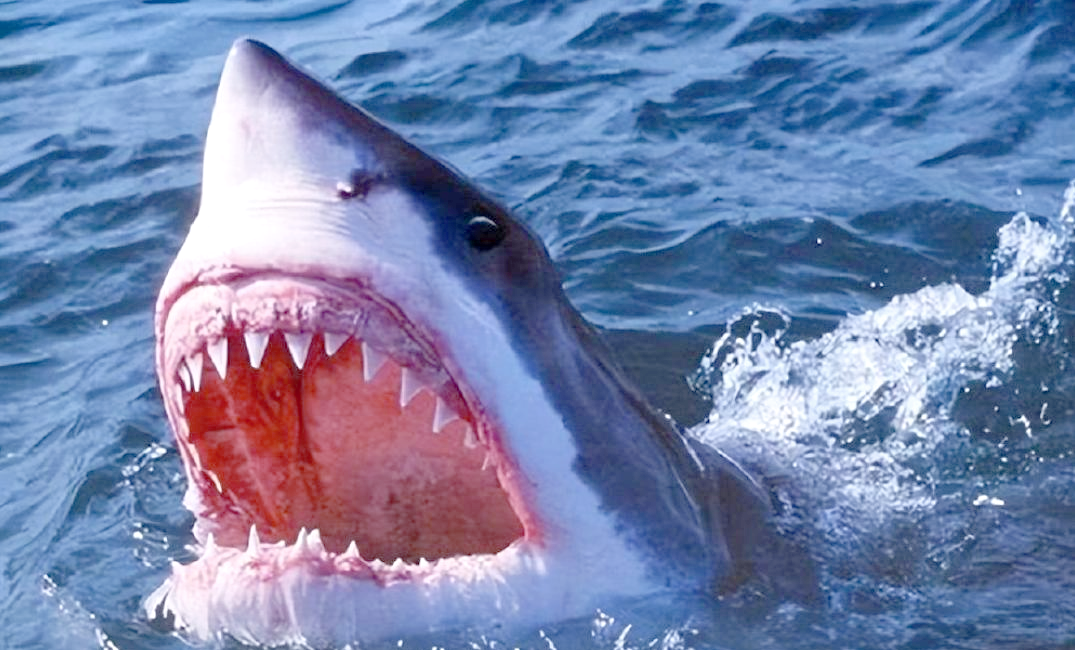 探索鲨鱼世界:多样种类与生存技能揭秘