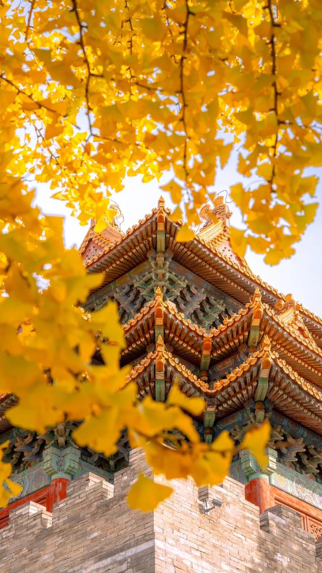 想在北京秋天拍出唯美的古建与银杏的大片吗?
