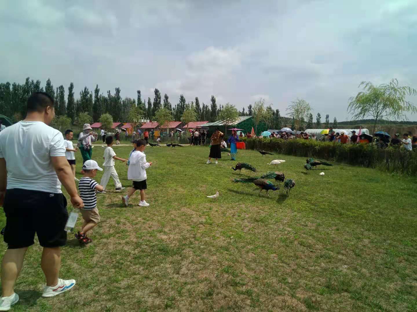 包头一日游 选择呼市孔雀聚义山庄来旅游