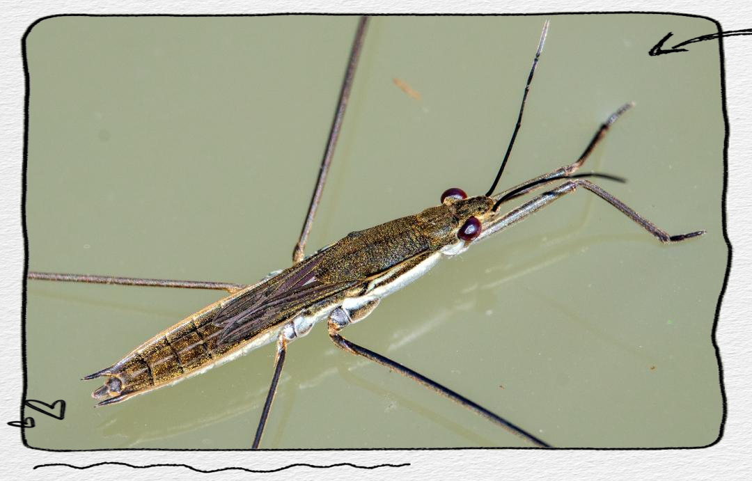 水黾:一种昆虫界的"水上漂",人畜无害却面临生存威胁