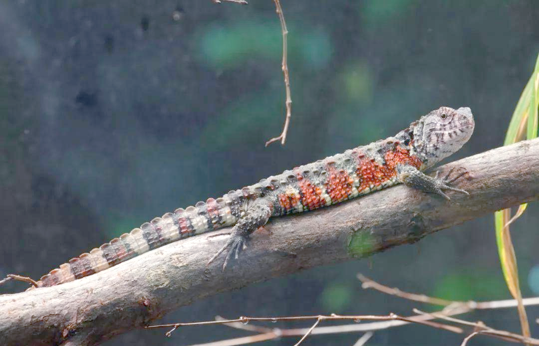中国鳄蜥:从自然种群到濒危境地的蜕变