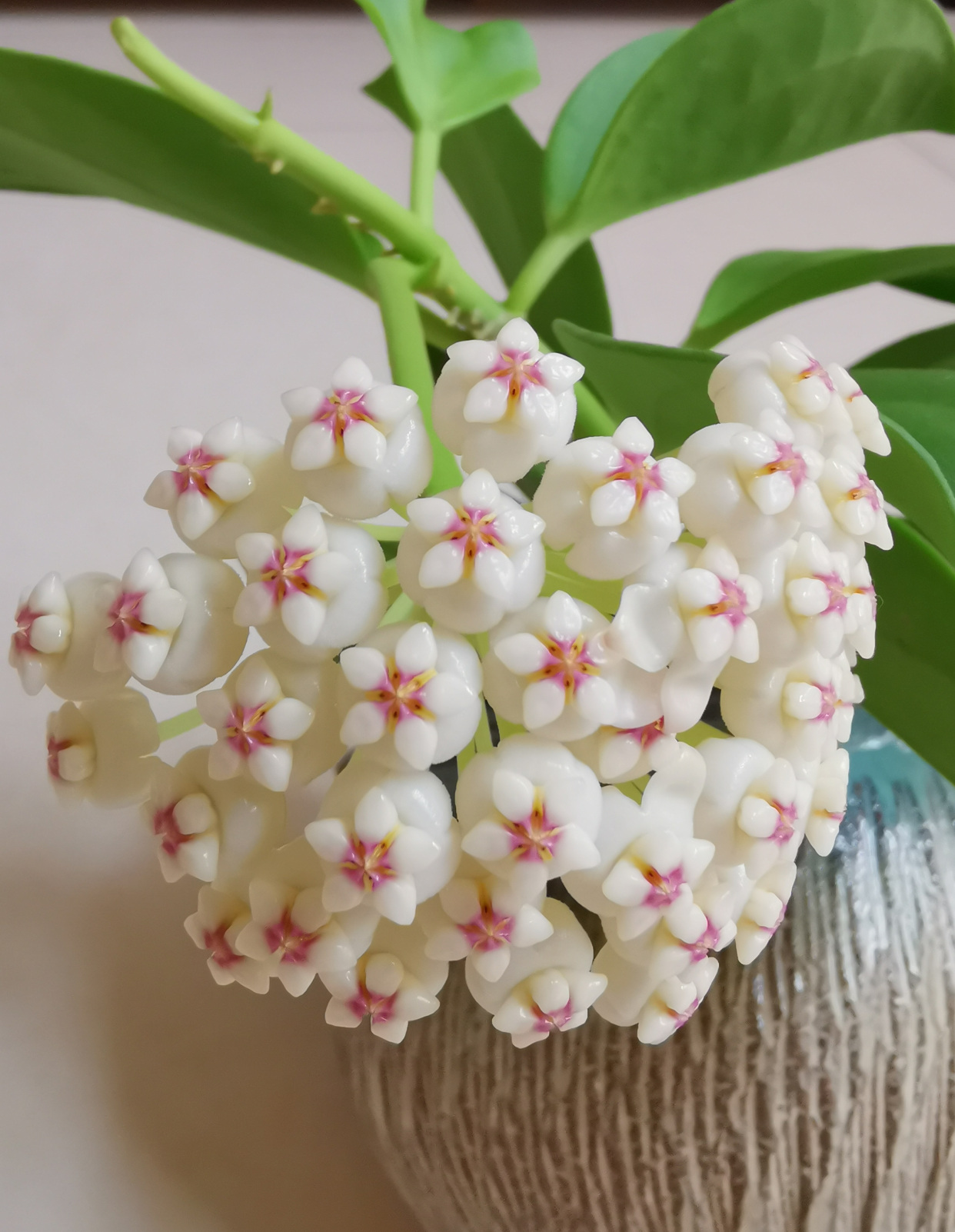 盆栽球兰"粗蔓"—集观叶,赏花,闻香于一身,封闭阳台也能养