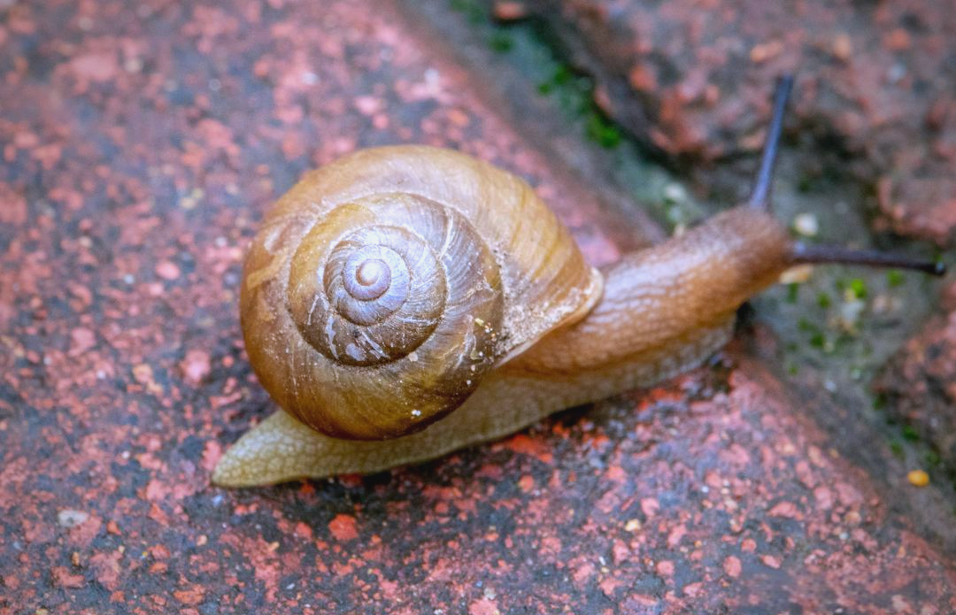 这只灰尖巴蜗牛的外套膜上纹理较为稀疏,相比之下,其贝壳的颜色则显得