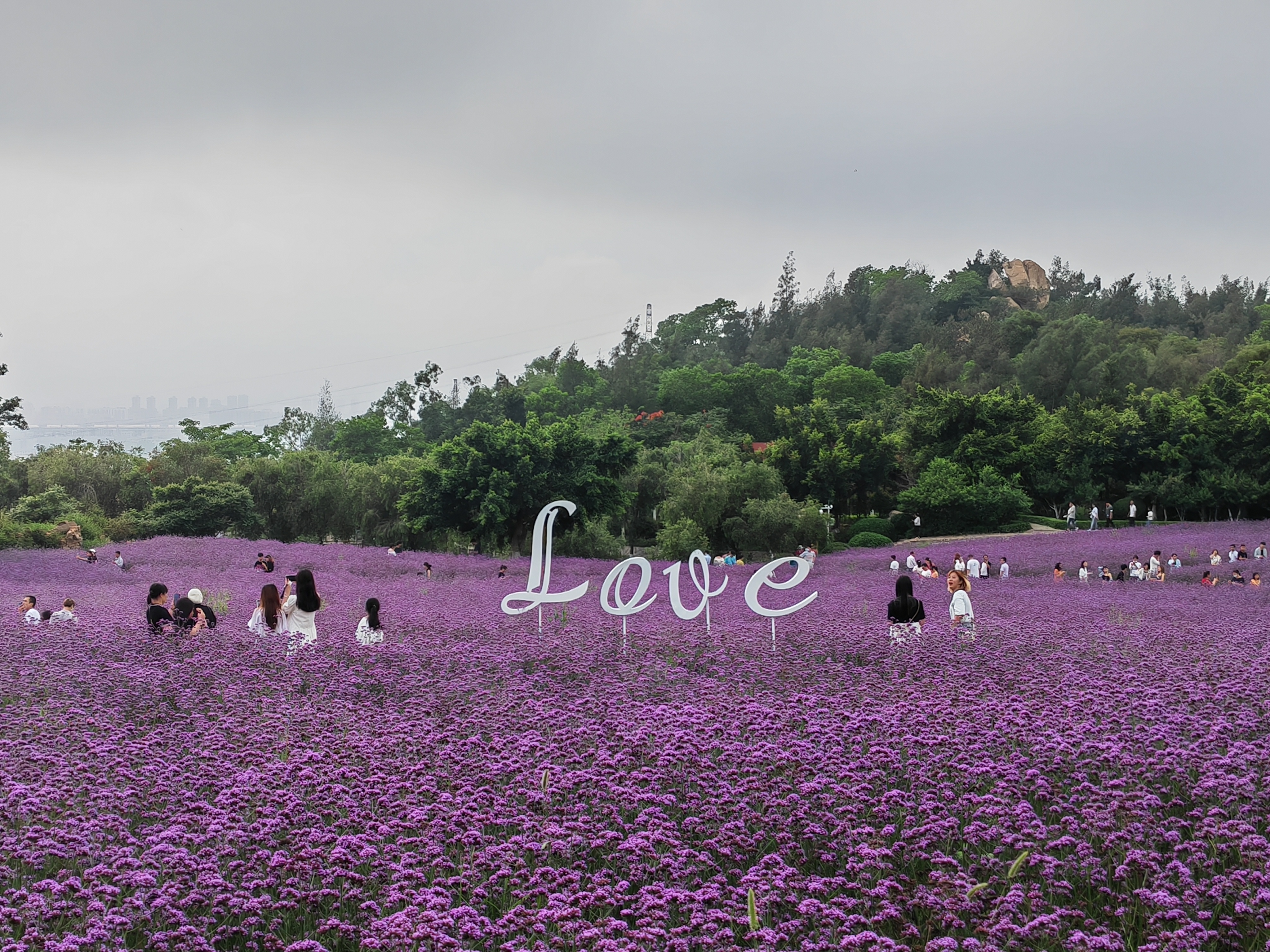 打卡厦门翔安香山郊野公园,大门口毛毛虫很渗人,马鞭草花海很美