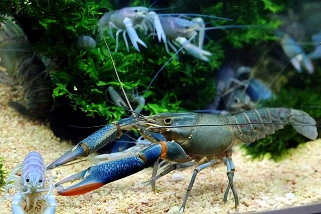 红螯螯虾的人工养殖技术是什么?