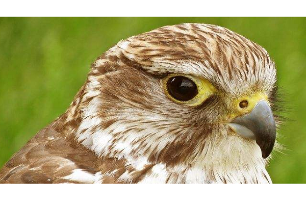 hawk和eagle的区别