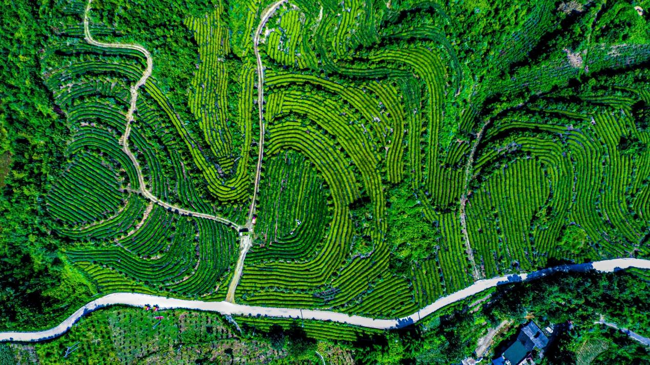 毕节市金沙县农村产业融合发展示范园成功入选第四批国家示范园创建