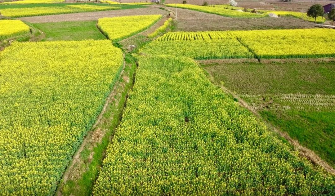 陕西西乡油菜花图片