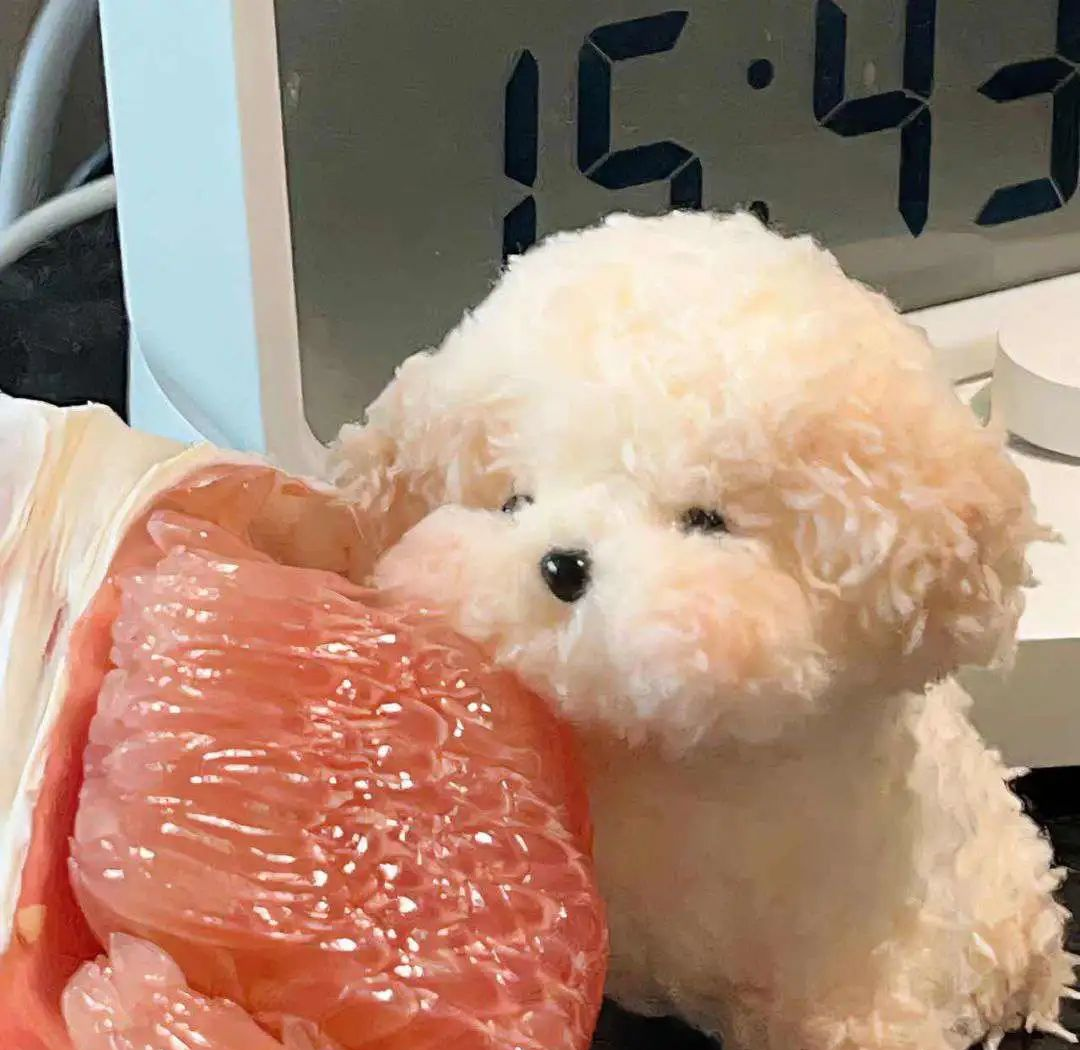 多种可爱的动物头像精选