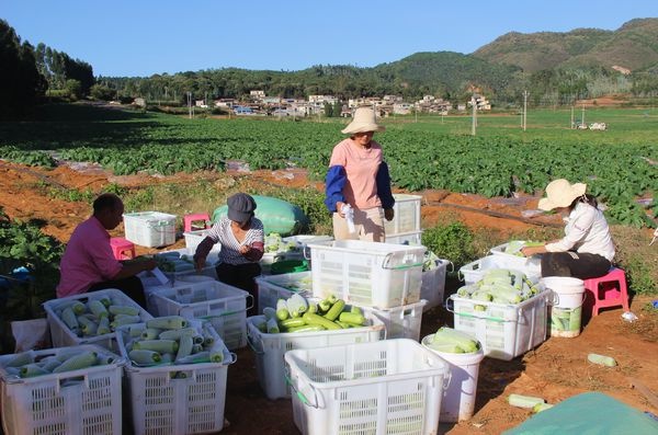 弥勒市巡检司镇:烟后产业"钱景"好