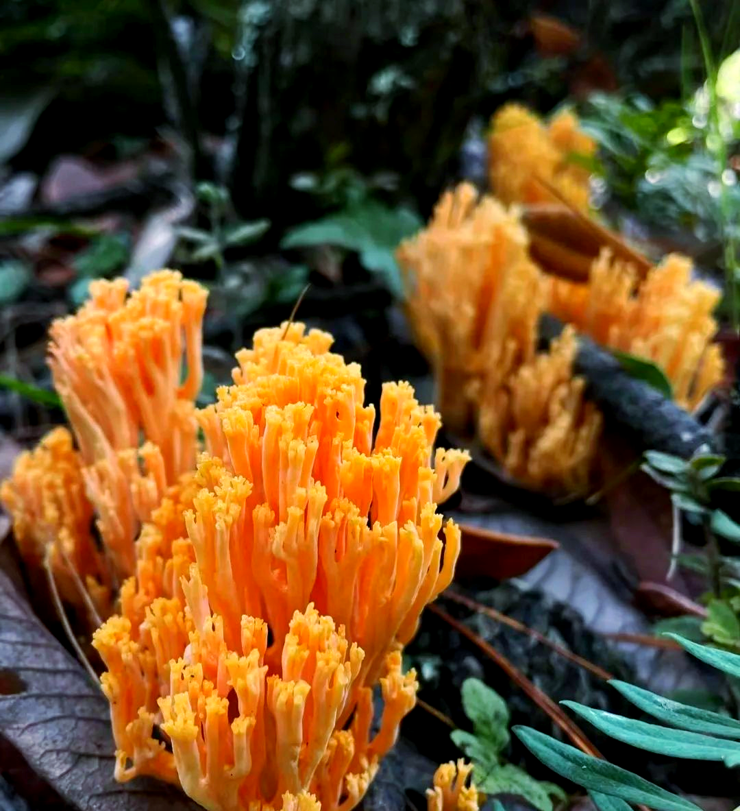 扫把菌与珊瑚菌:美味还是毒物?食用需慎重