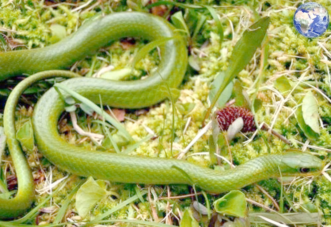 翠青蛇:一种美丽且无毒的蛇类