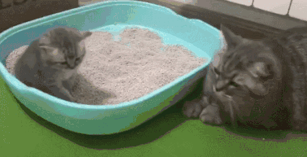 猫砂有多重要?能直接影响猫咪健康!