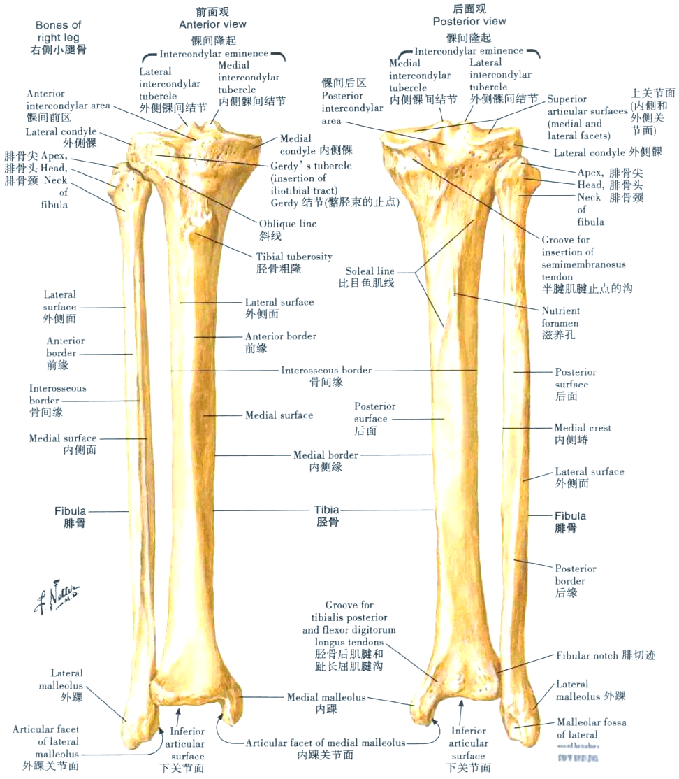 康复科普:全面了解下肢解剖,值得收藏!