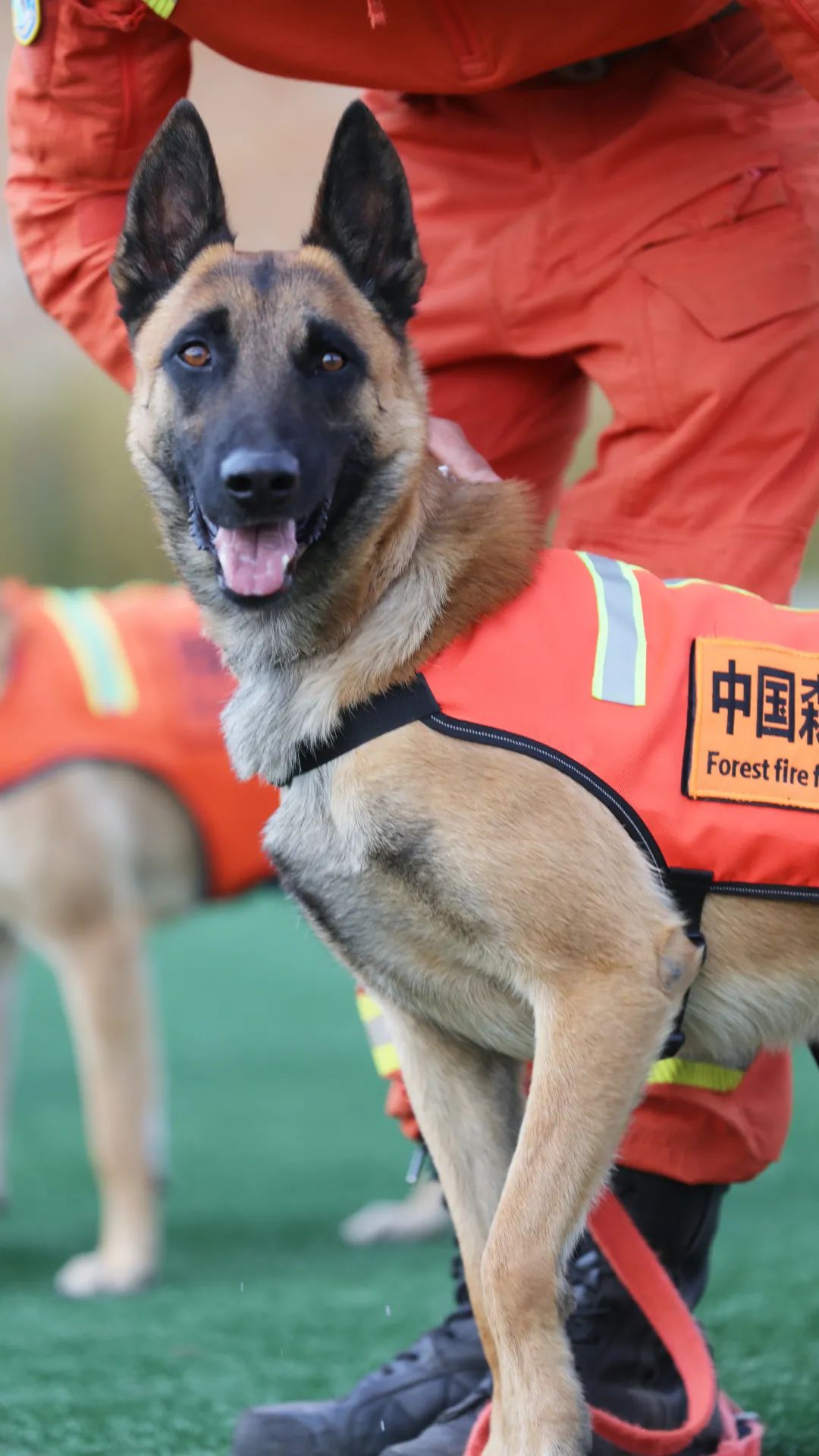 精彩纷呈 | 云南省森林消防总队举办首届搜救犬专业技能比武