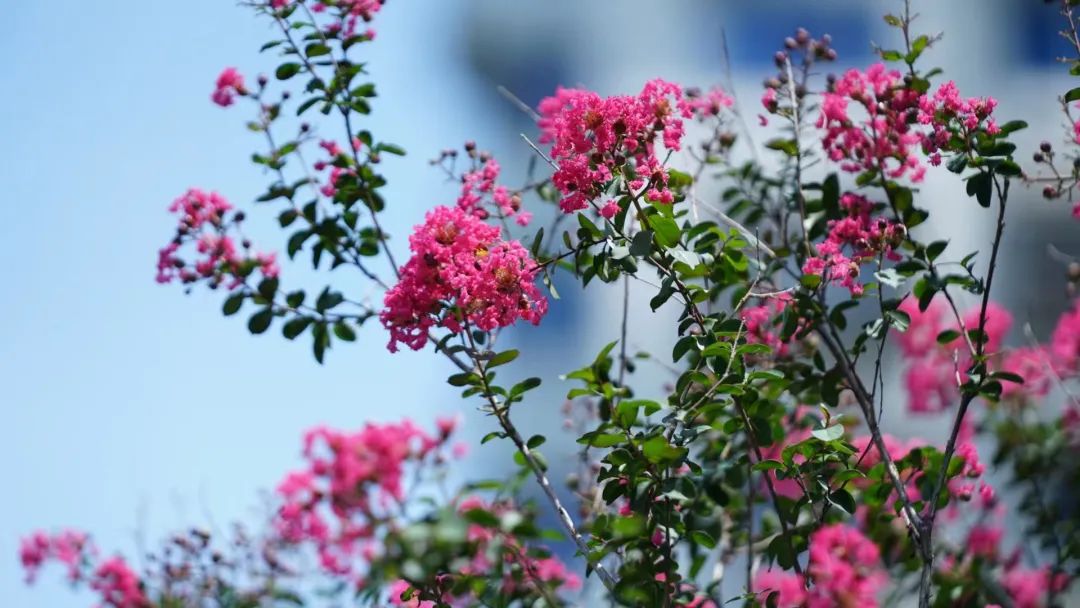 紫薇花上線彰顯夏日浪漫,這些地方最美