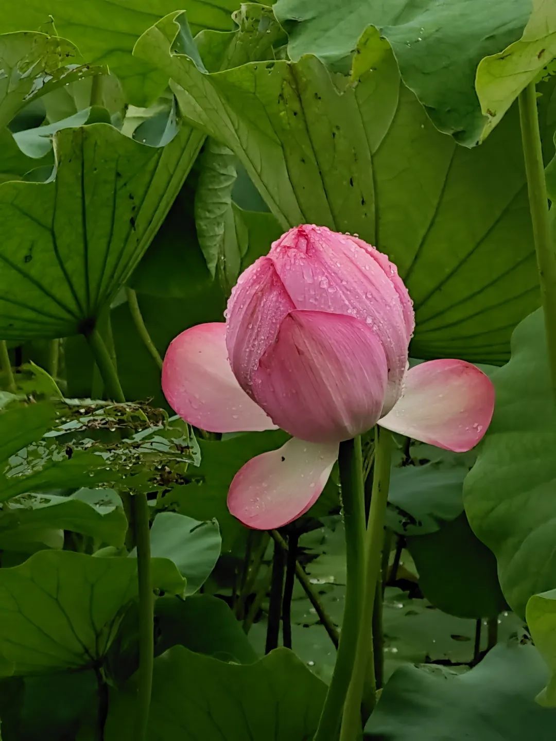 1080_1440竖版 竖屏