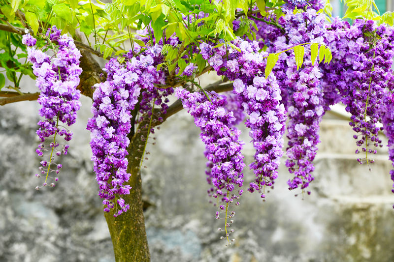 湖北省十堰市张湾区:紫藤花开美如瀑