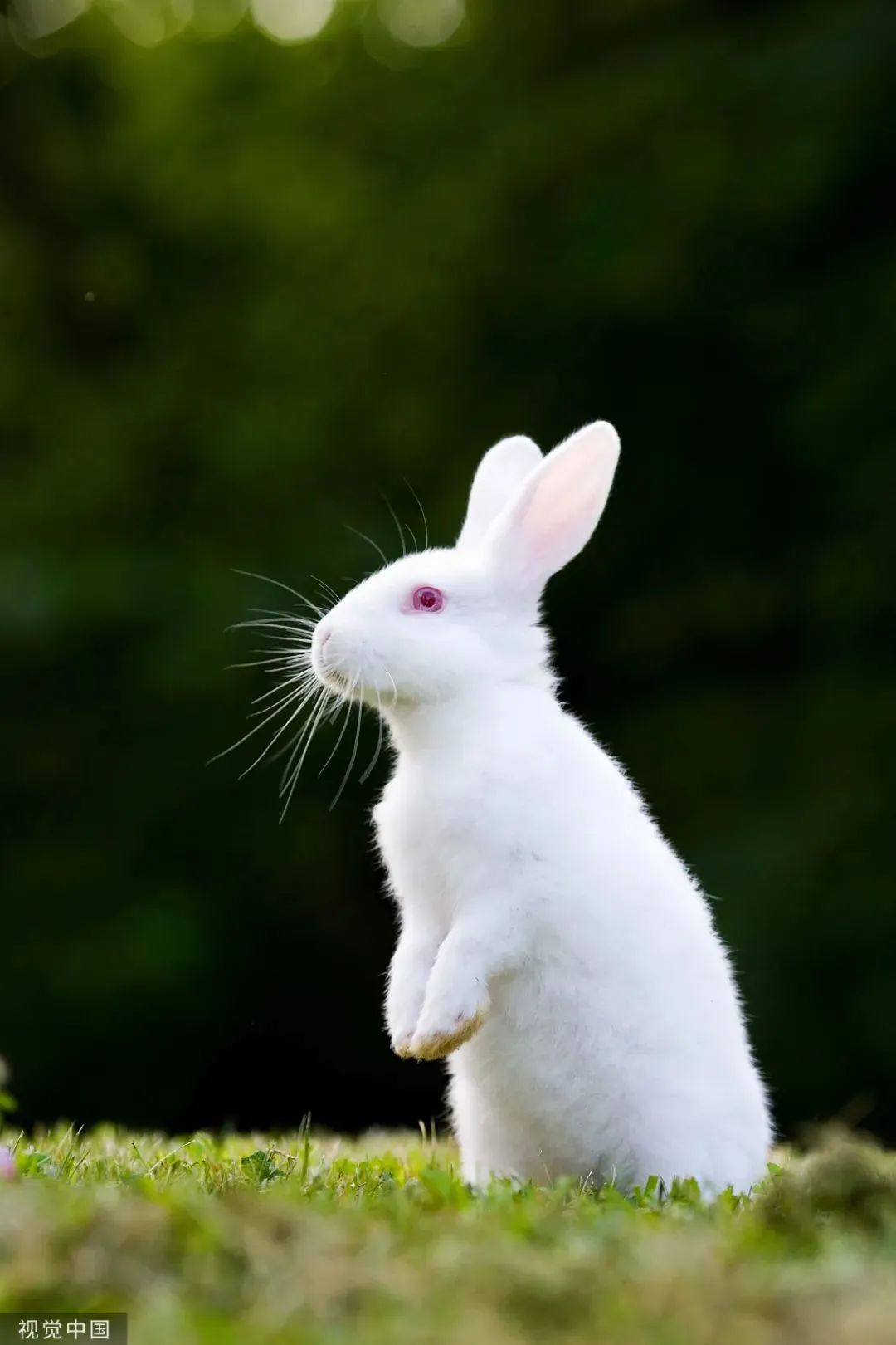 兔子的祖先是什么图片