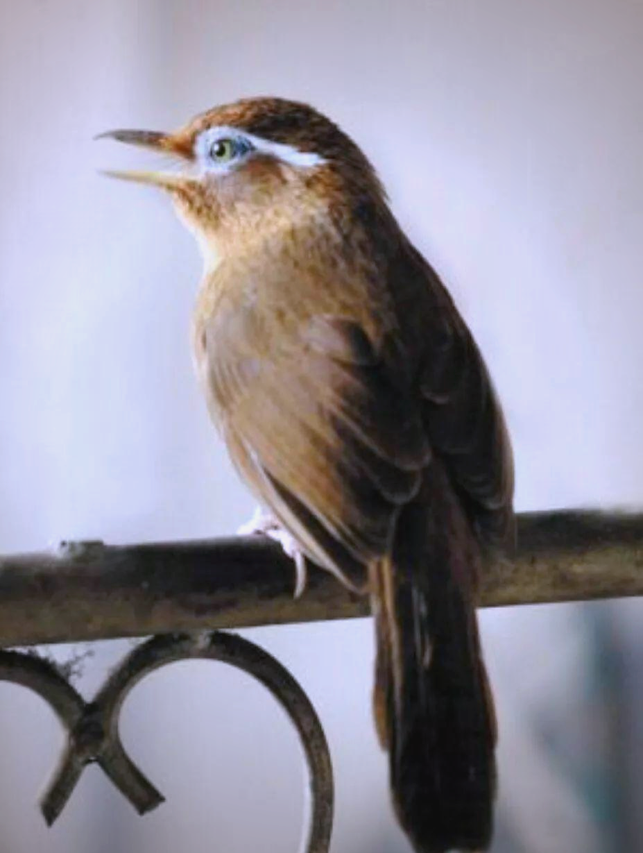 画眉鸟嘴"锋勾"的多种处理方法