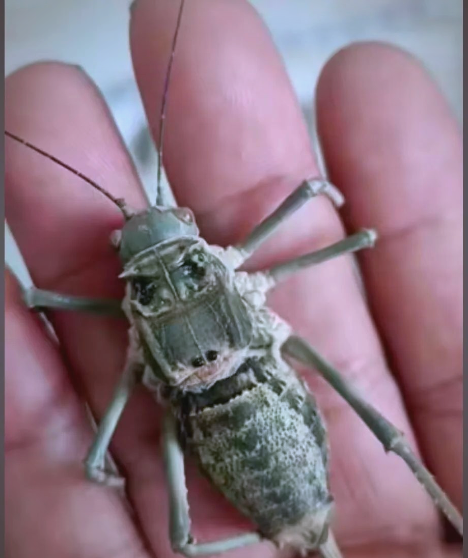 新疆活体昆虫博物馆探秘:众多伪装大师中的螽斯