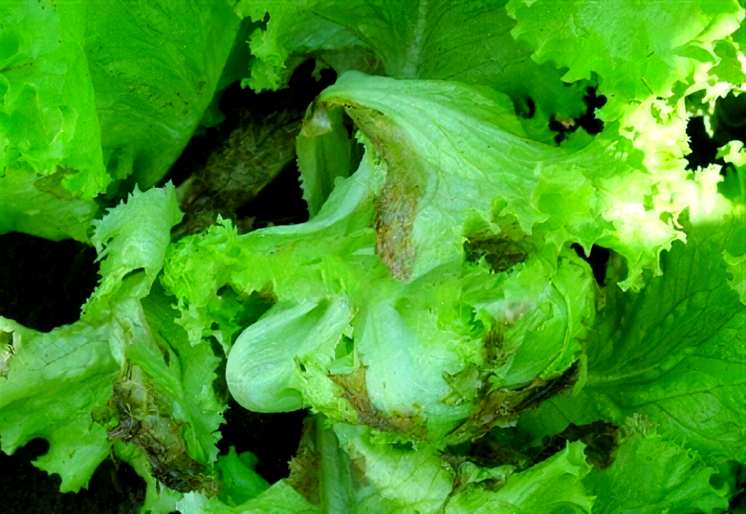 包括霜霉病,软腐病,病毒病及菌核病等,其中菌核病和软腐病对生菜的