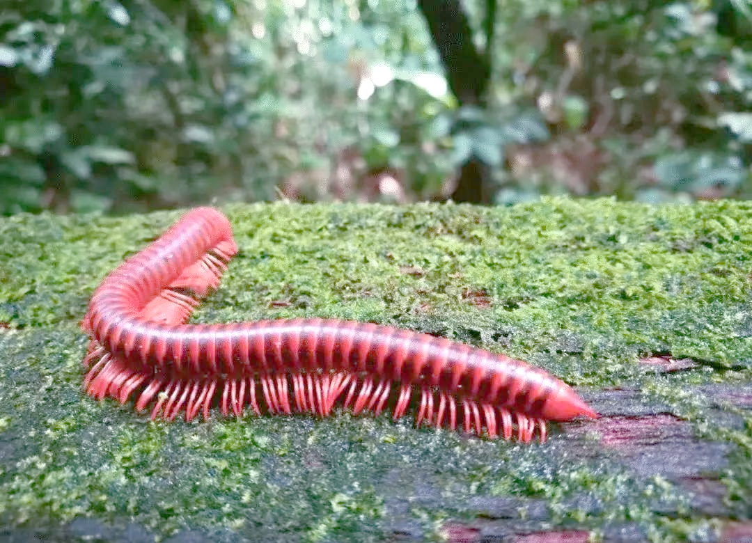 探秘马陆:生态影响与潜在威胁解析