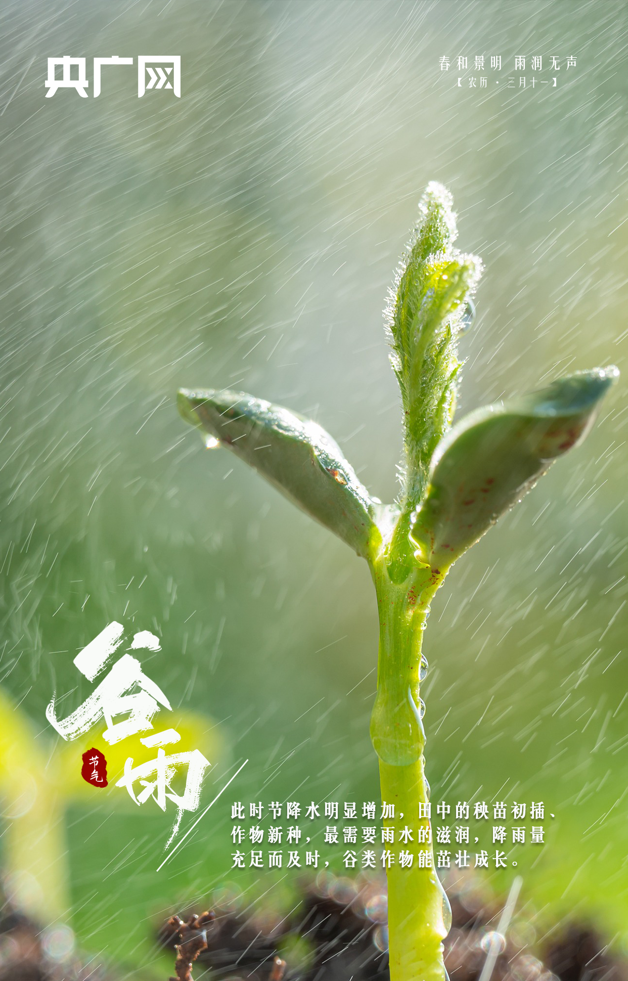 谷雨|谷雨暮春 万物生长