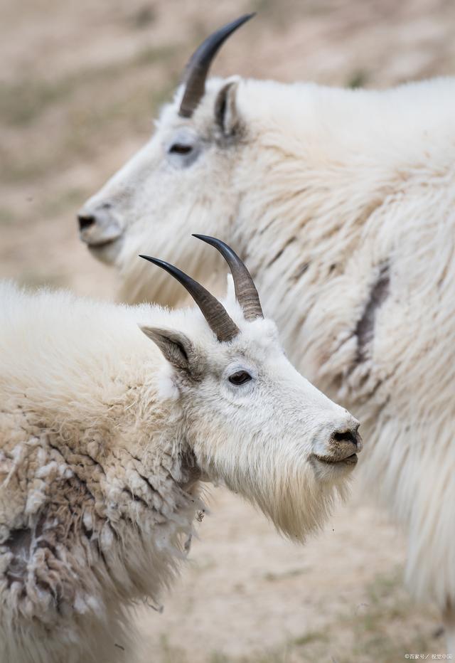西藏羌塘首次发现白色藏羚羊幼崽