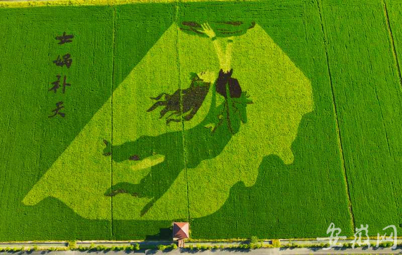 寿县安丰塘再现绝美"网红"稻田画