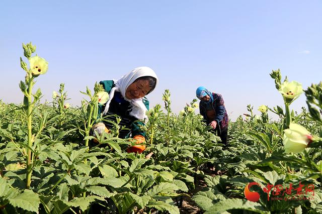 民勤:沙乡田园美 秋葵助增收
