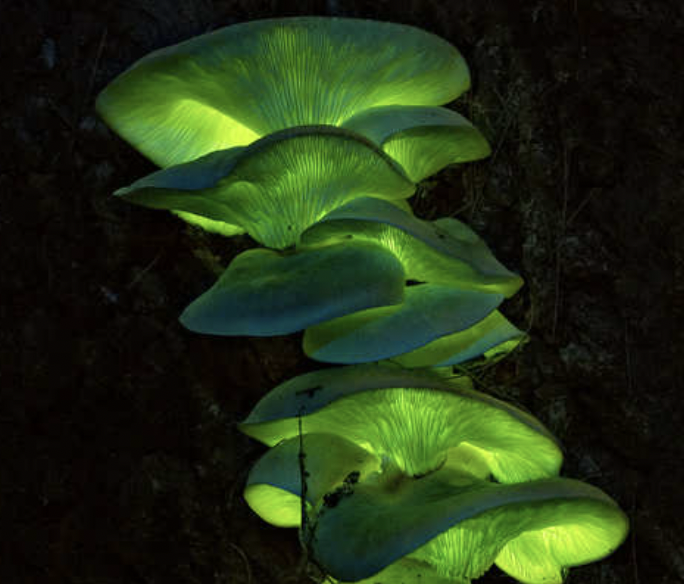 10 种会夜光的蘑菇