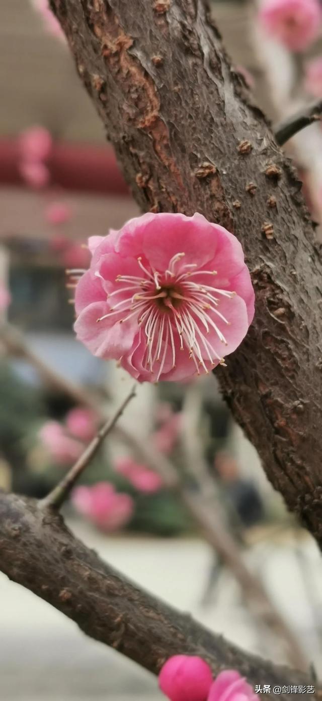 《不经一番寒彻骨 怎得梅花扑鼻香》沈剑锋梅花摄影系列