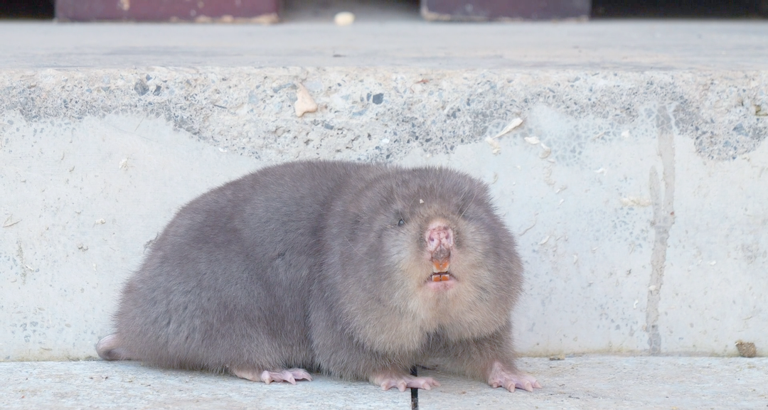银星竹鼠意外现身斗篷山管理站,引众人围观并最终放归自然
