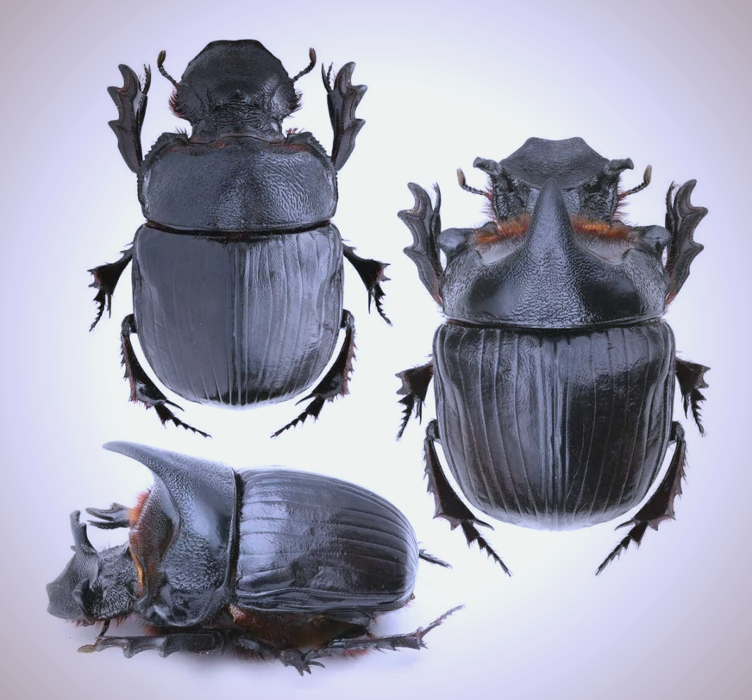 你了解屎壳郎的惊人力量吗?