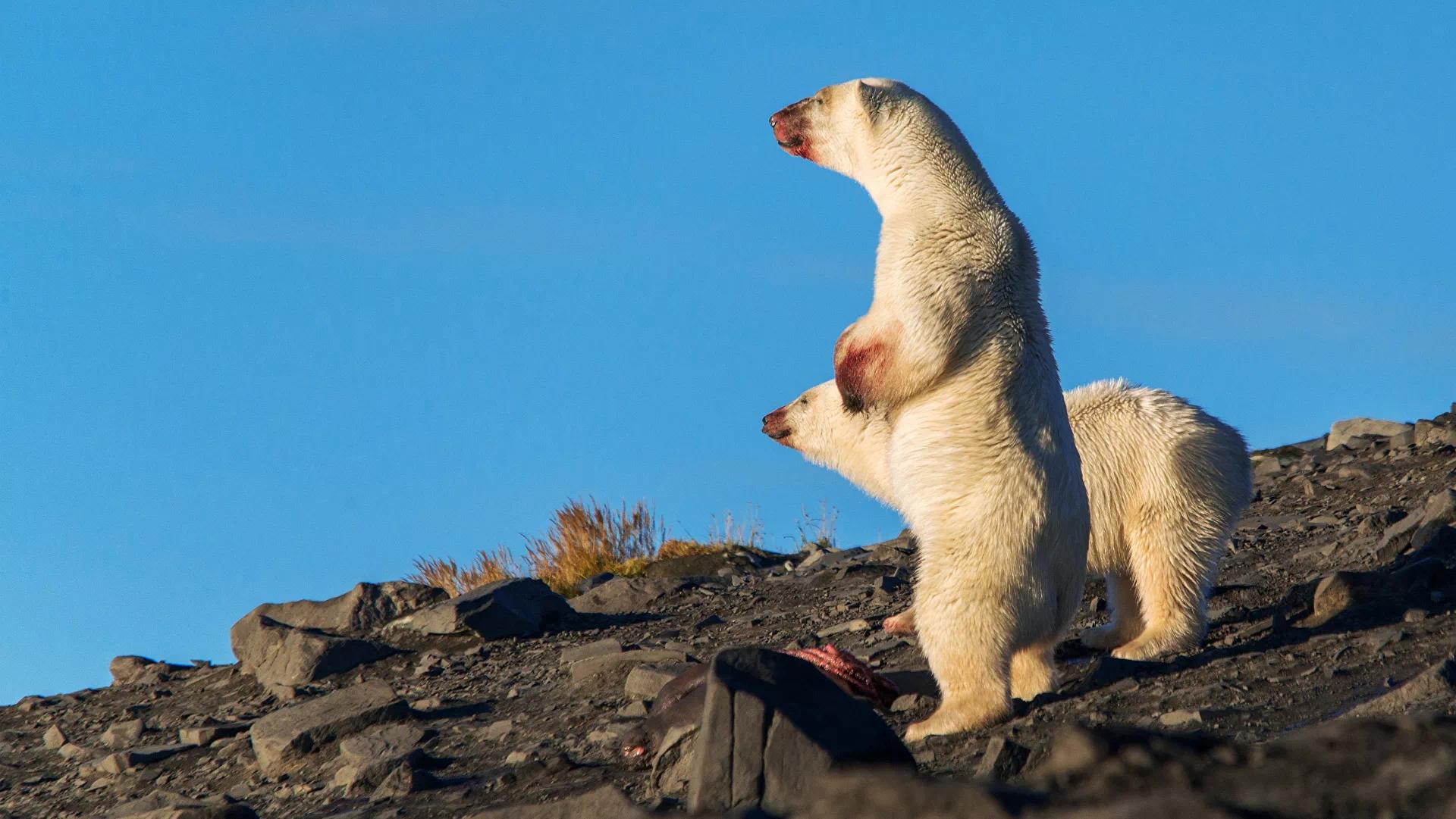 格陵兰岛发现无海冰也可生存的北极熊