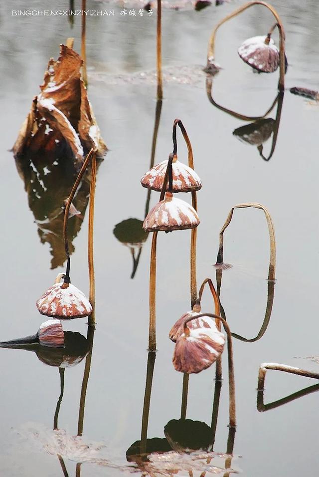 哈尔滨今天下了第一场雪,看看雪中残荷