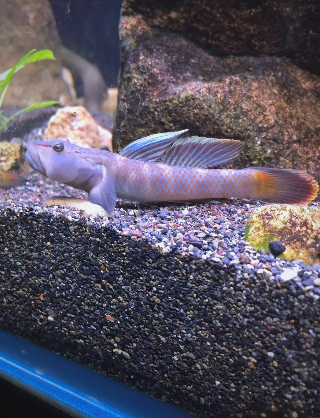 探索中国原生鱼世界:虾虎鱼的多样种类与美丽身影