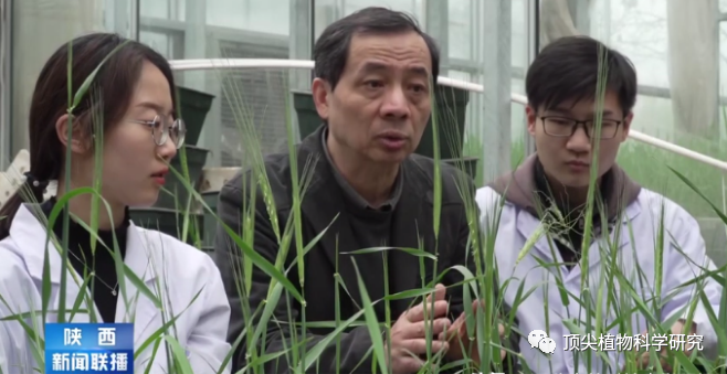 西北农林科技大学宋卫宁教授团队突破关键瓶颈,"大麦芯片"成果重磅